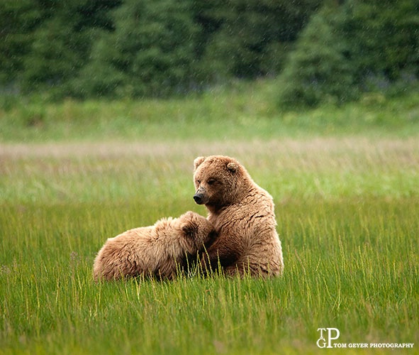 Nursing Cub