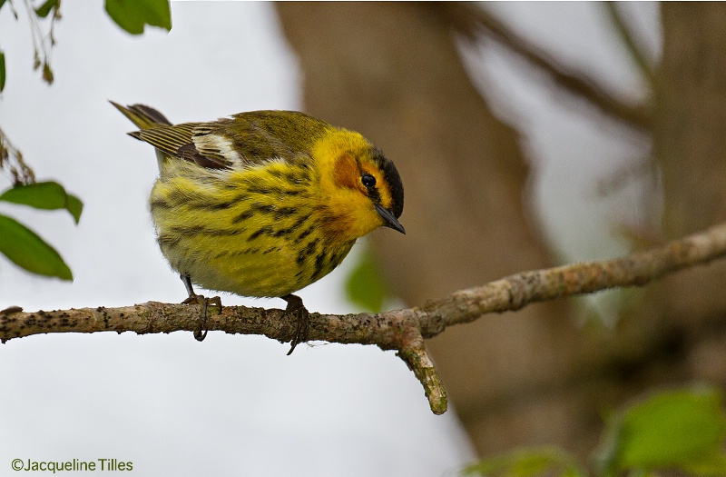 Cape May Warbler