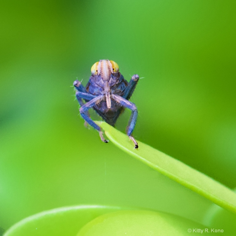 Little Leaf Hopper 