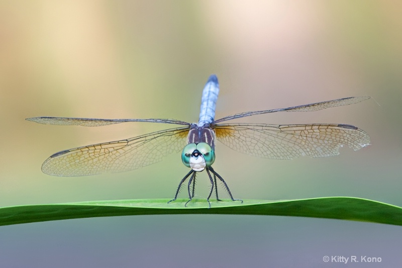 Dashing Blue Dasher Dragonfly