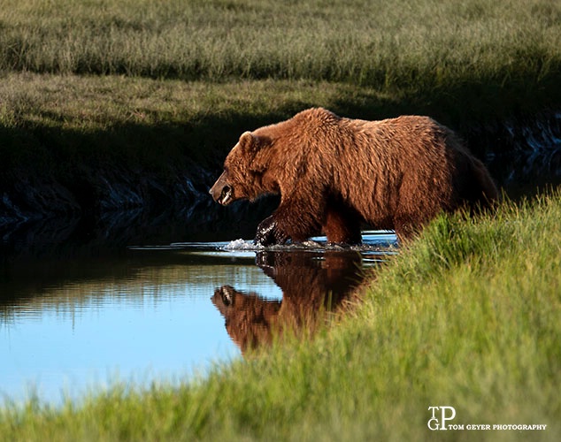 Bear Crossing
