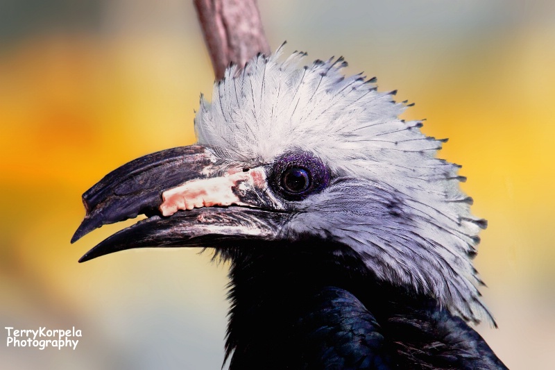 White-crested Hornbill