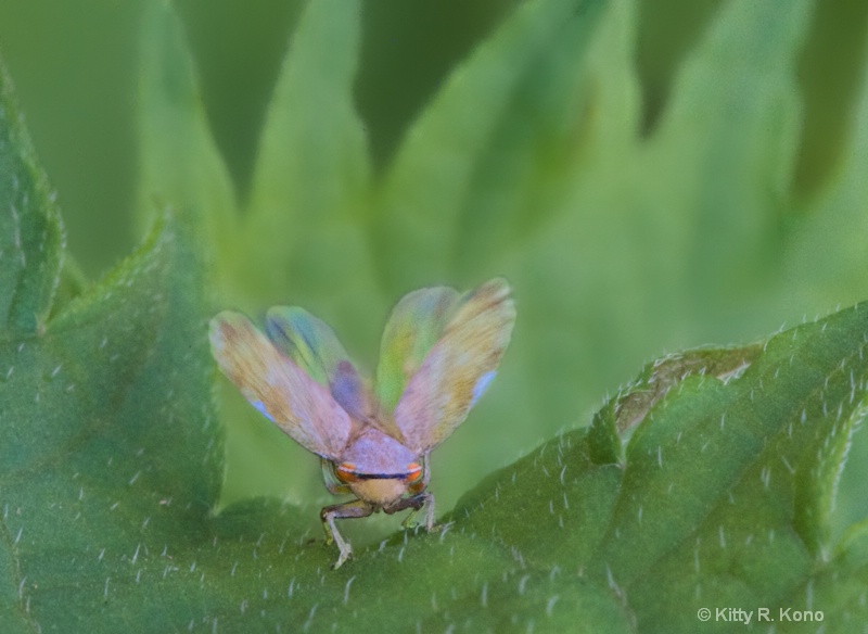 leaf hopper grooming his wings 1615