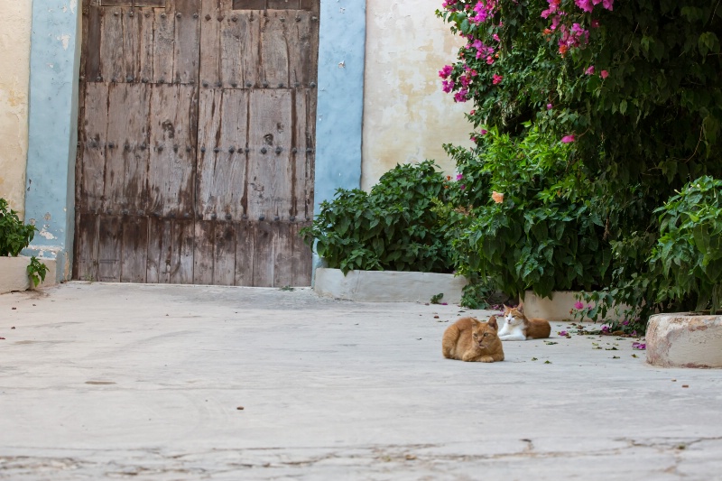 Cats in Rabat