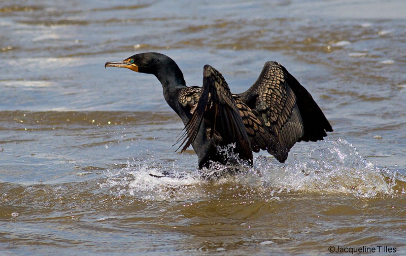  Double-crested Cormorant Landing