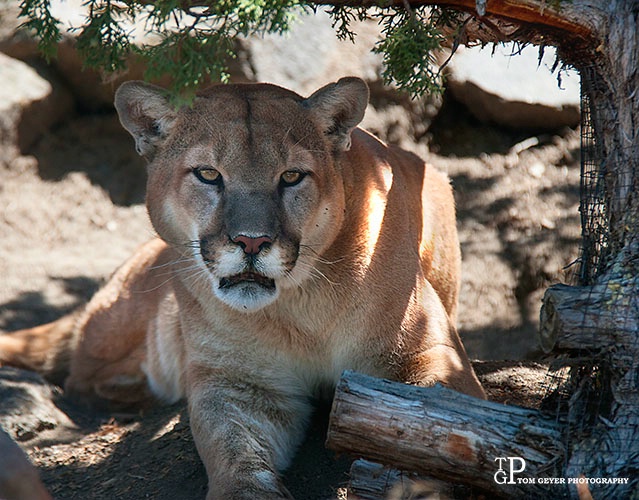 Nevada Cougar