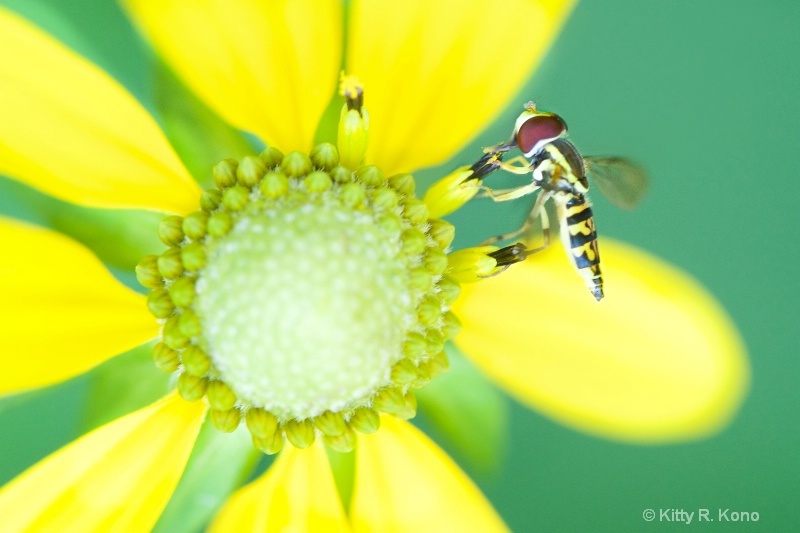 The Hoverfly