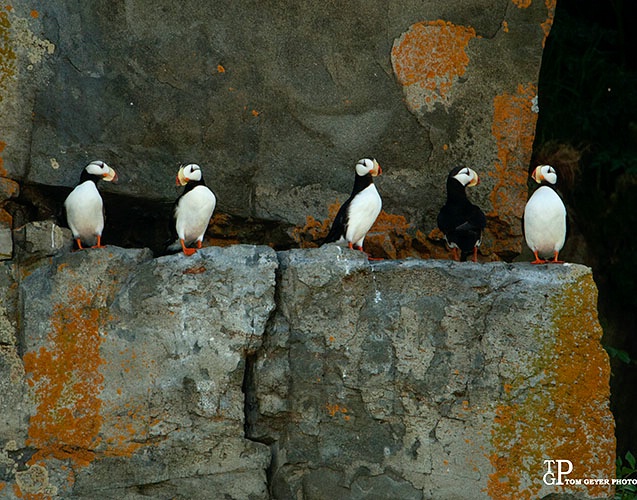 Puffin Perch