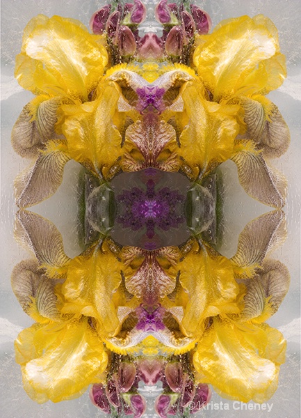 Iris in ice IV—kaleidoscopic