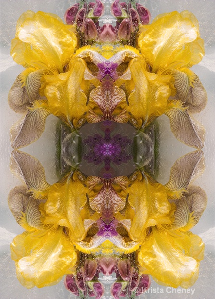 Iris in ice IV—kaleidoscopic