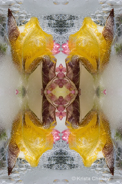 Iris in ice II—kaleidoscopic