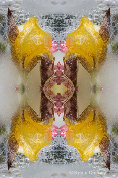 Iris in ice II—kaleidoscopic