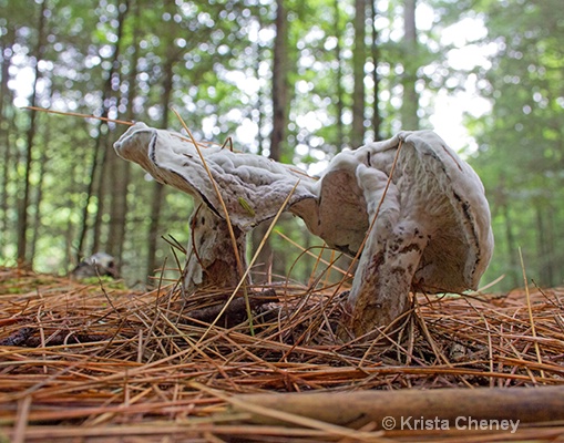 Fungi, Jamaica State Park