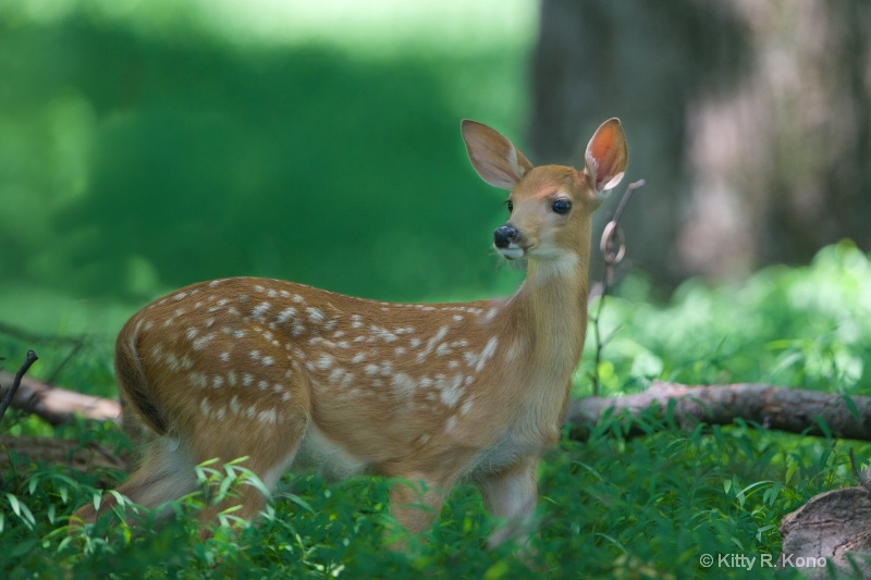 Fawn in the Woods