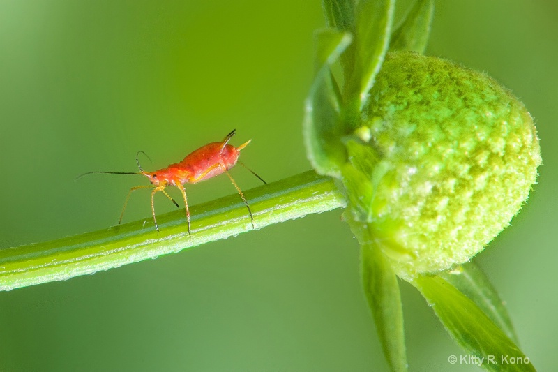 The Aphid and the Bud