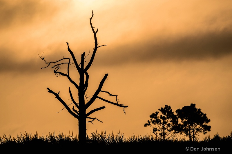 Sunrise Trees-Bodie Lighthous 3-0 f lr 8-8-15 j301