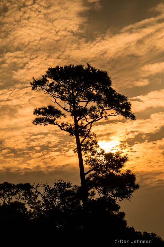 Morning Pine at Currituck 3-0 f lr 8-8-15 j567