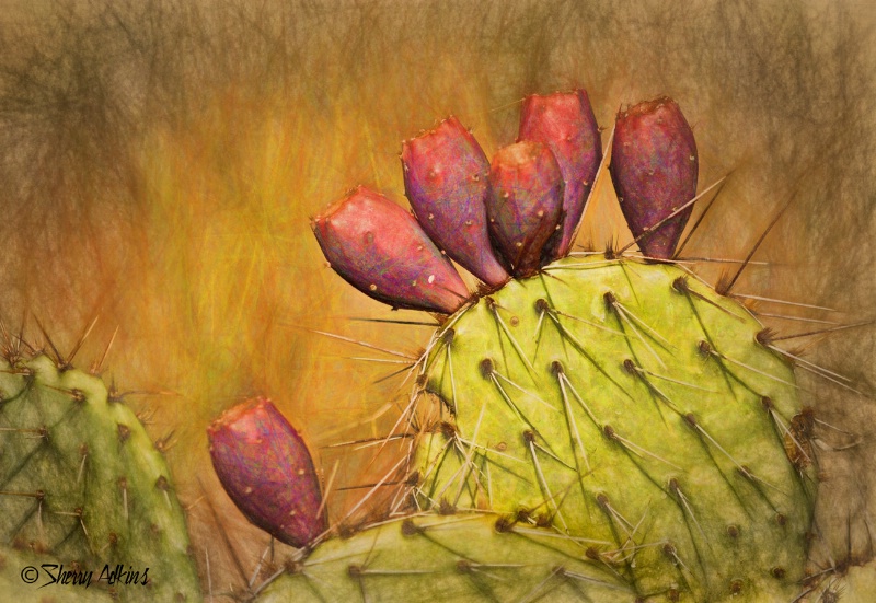 Cactus Red Apples