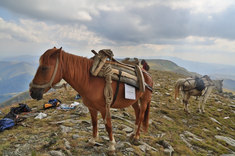 Horse in the Summit
