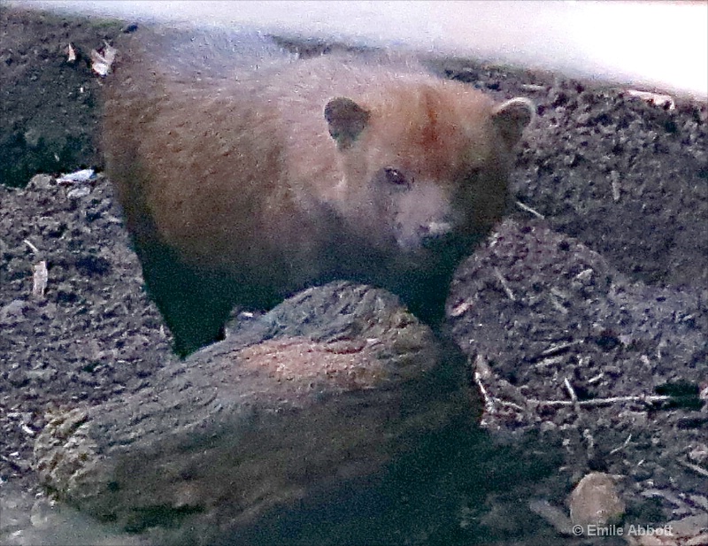 Bush Dog