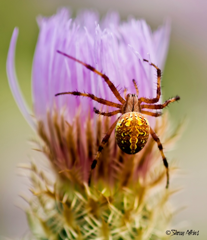 Spider on basket flower