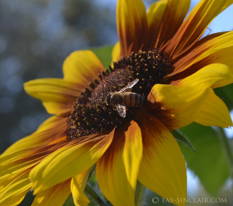Bee Sunflower 
