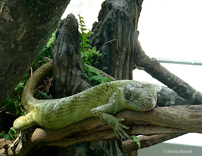 Prehensile-tailed Skink