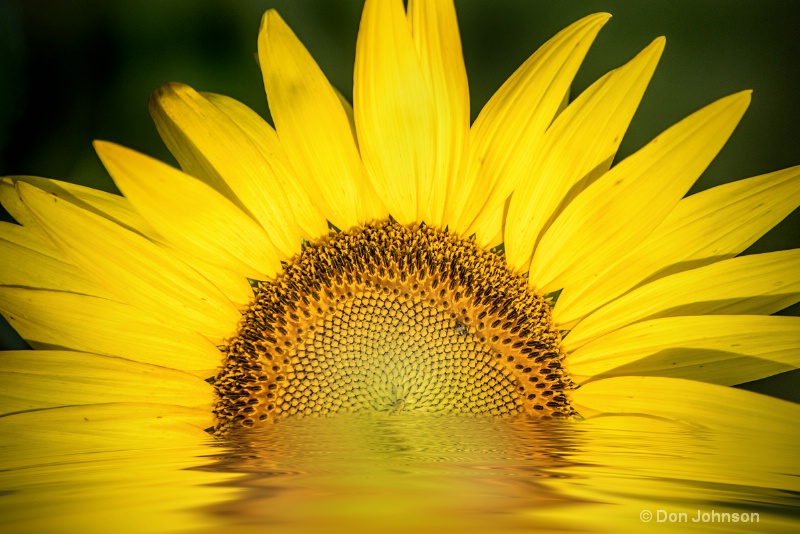 Sunflower Water Sunrise 6-0 f lr 7-10-15 j081