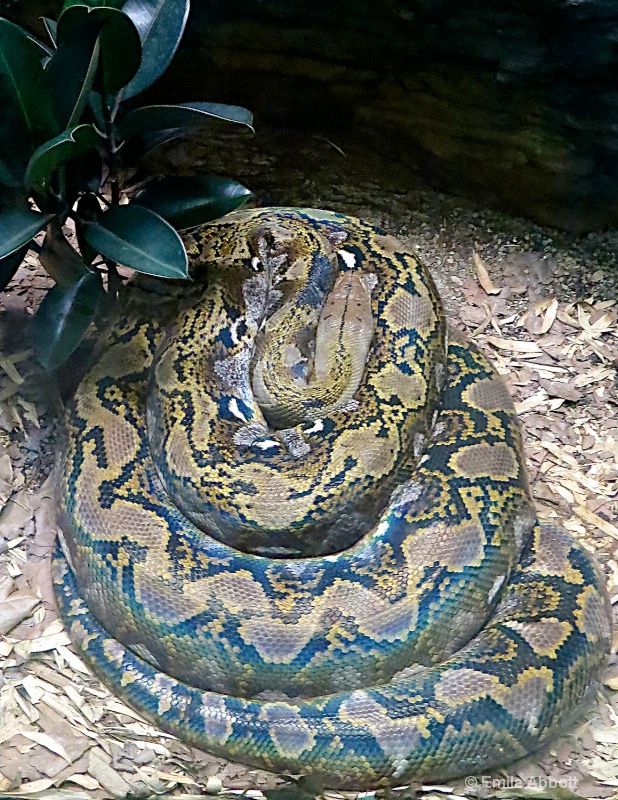 Reticulated Python