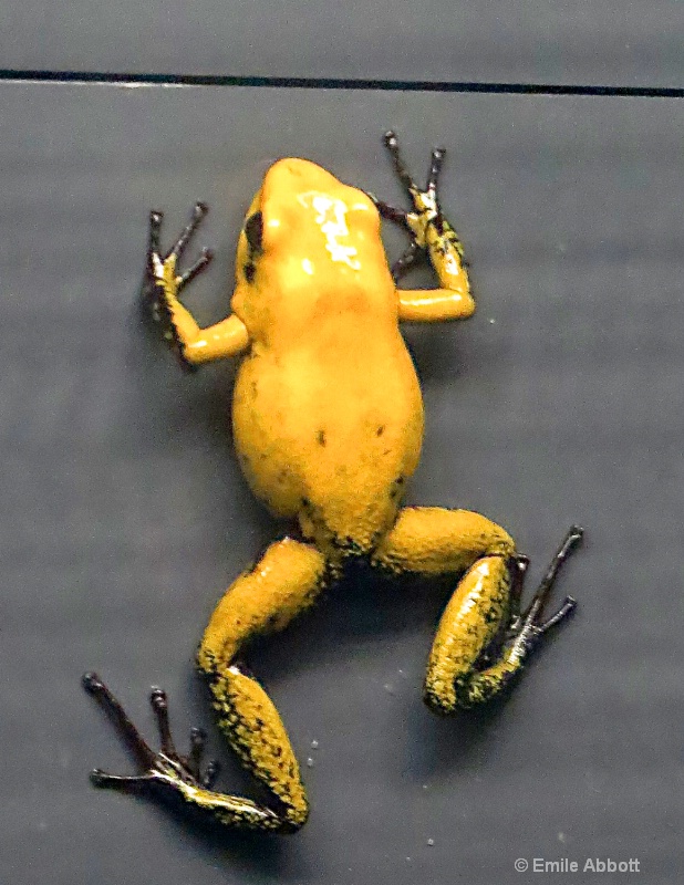 Black legged poison dart frog