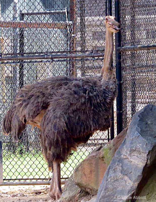 Ostrich Pair