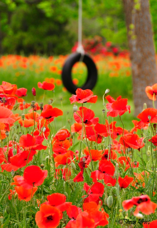 Poppies and Swing