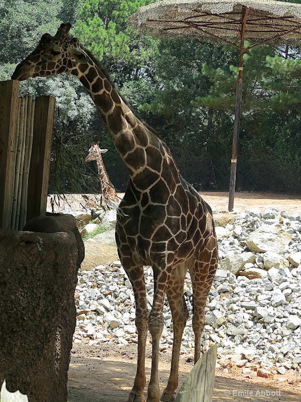 Giraffe framing a Giraffe