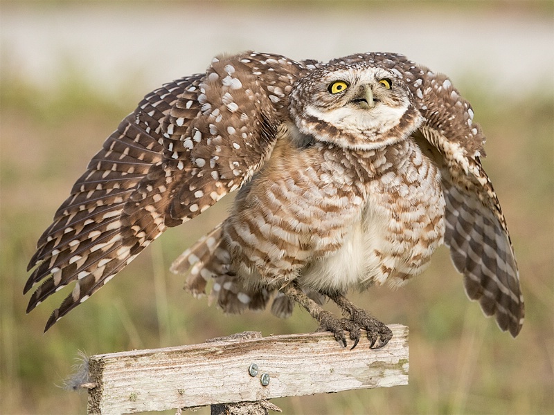 Burrowing Owl Flapping