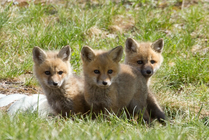 Fox Kits