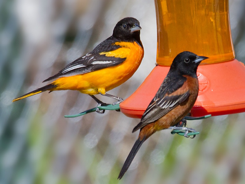 Baltimore and Orchard Oriole at Feeder