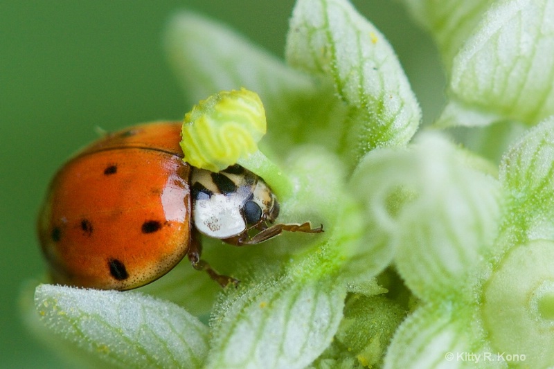 Ladybug and the Bud - Everybody Needs a Hug