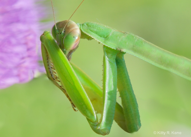 Shy Praying Mantis