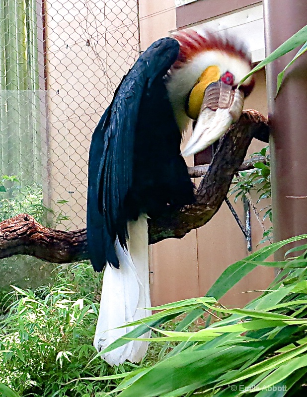 Male Wreathed Hornbill