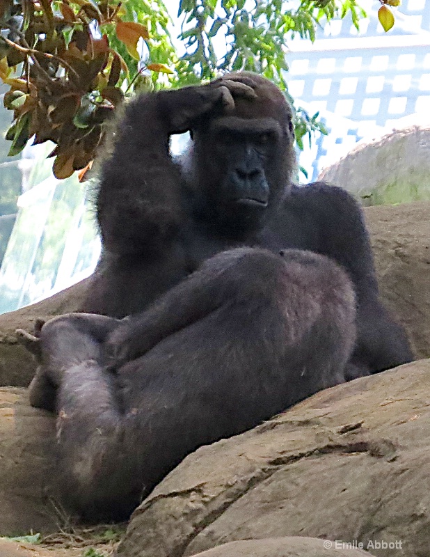 Mother and baby Gorilla