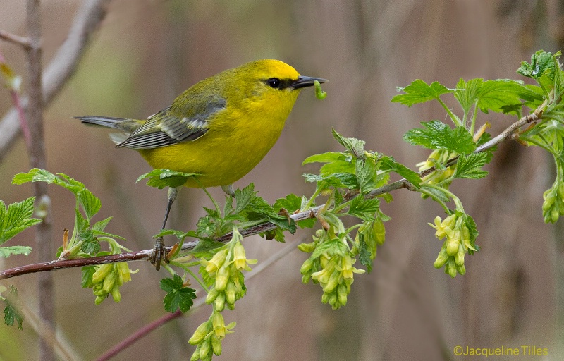 Blue-winged Warbler