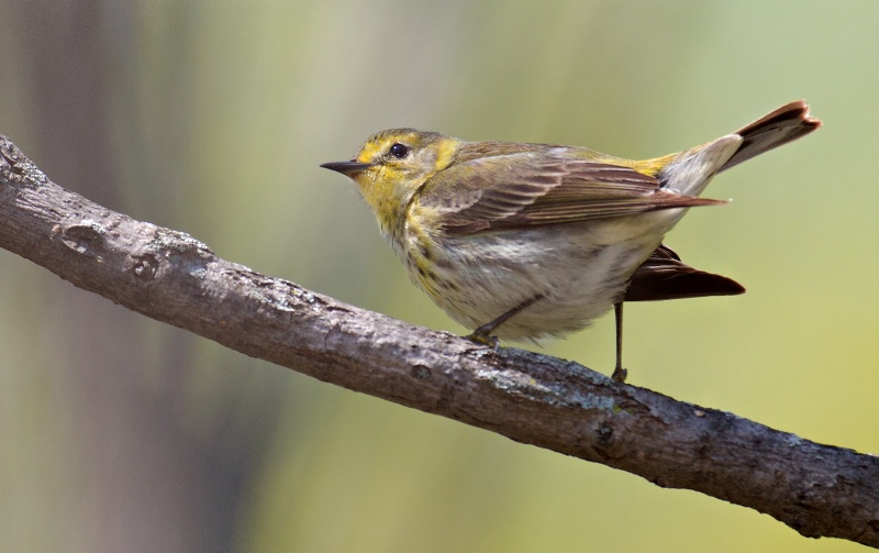 Female Cape May Warbler 