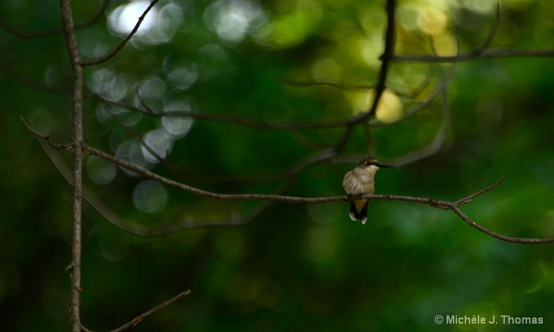 Hummingbird In My Backyard!!