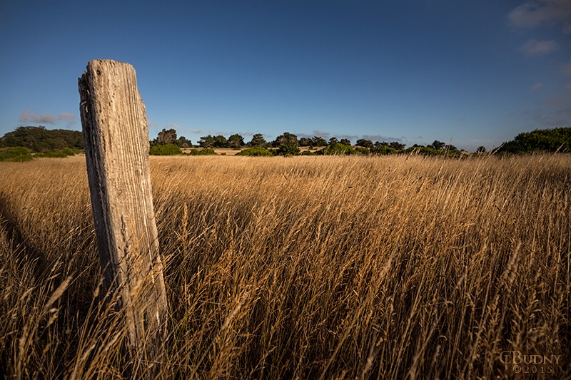 Summer Field