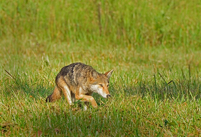 Coyote 8