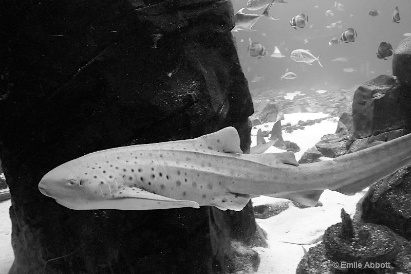 Zebra Shark