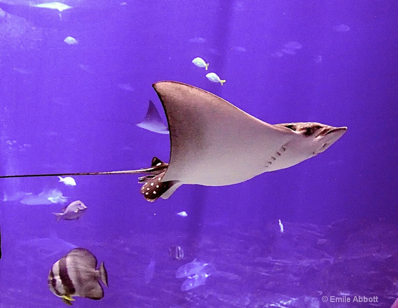 Spotted Eagle Ray