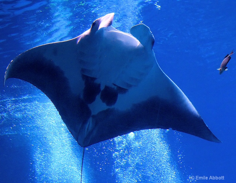 Manta Ray Ballet #1