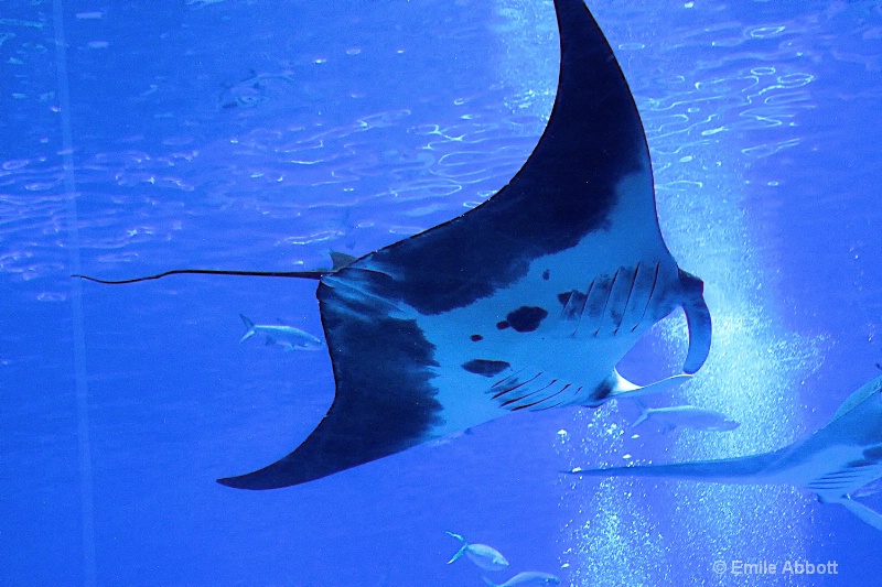 Manta ray ballet  2