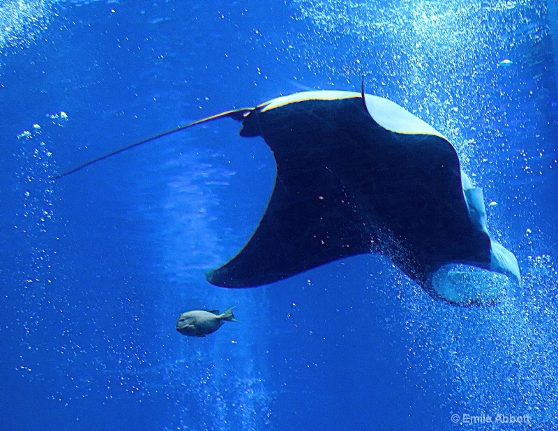 Manta ray ballet  3